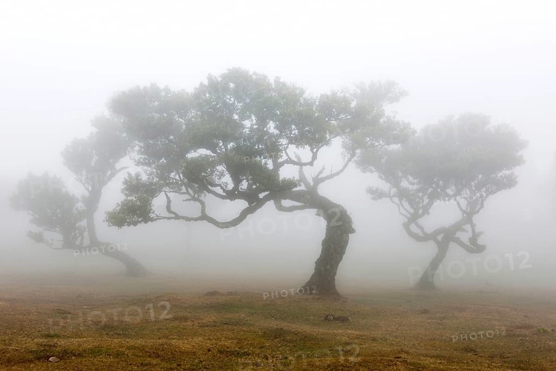 Old laurel forest or Laurissilva Forest