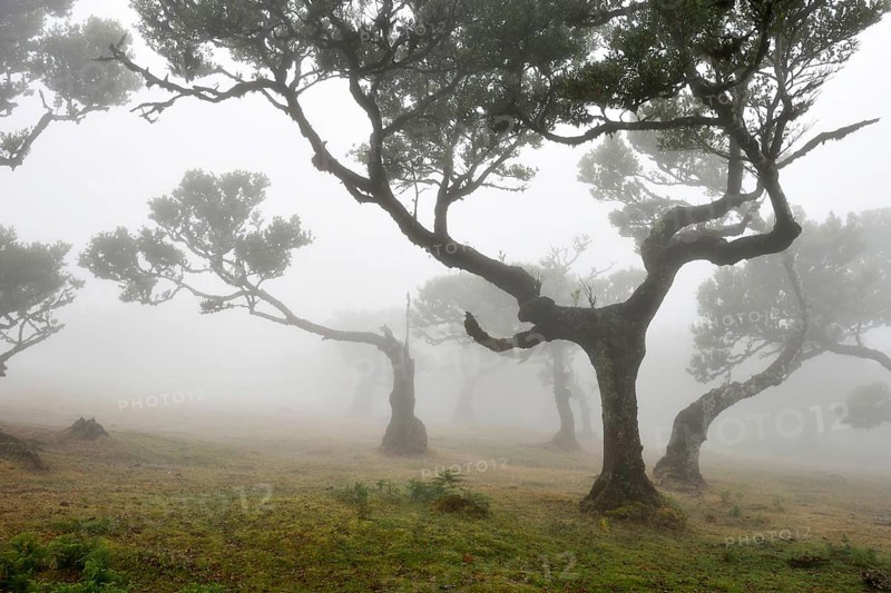 Old laurel forest or Laurissilva Forest
