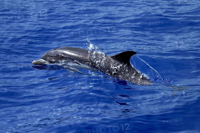 Atlantic spotted dolphin (Stenella frontalis)