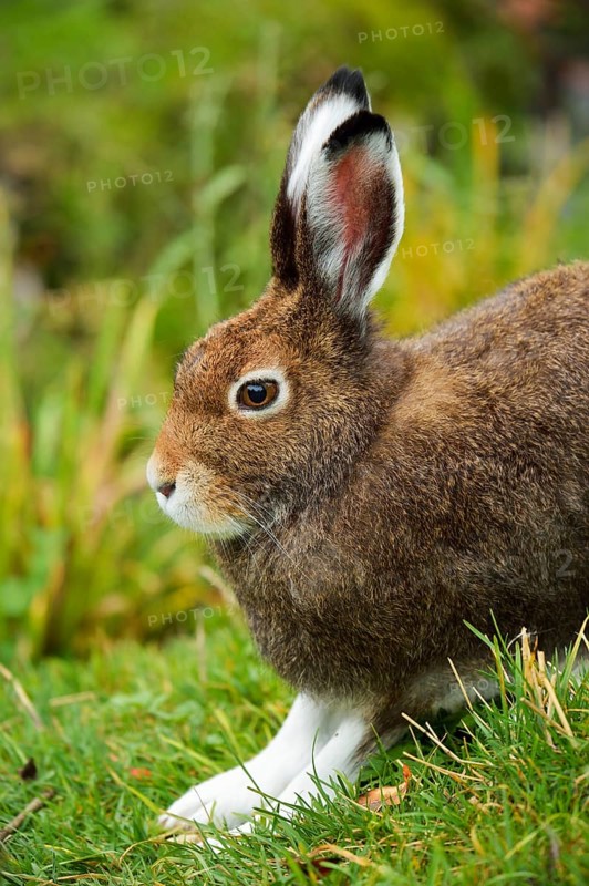 Arctic hare (Lepus timidus Varronis)