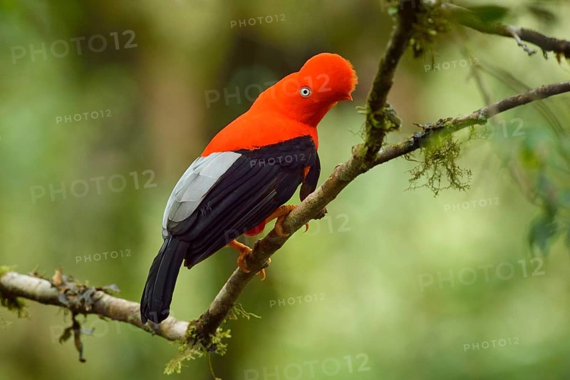 Andean cock-of-the-rock (Rupicola peruviana)