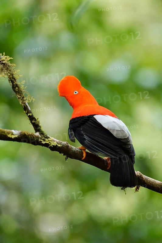 Andean cock-of-the-rock (Rupicola peruviana)