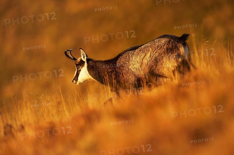 Chamois (Rupicapra rupicapra)