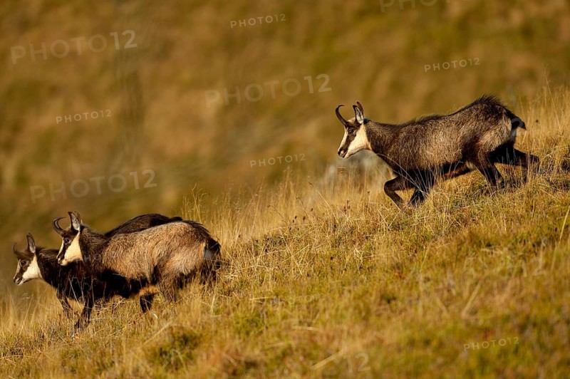 Chamois (Rupicapra rupicapra)