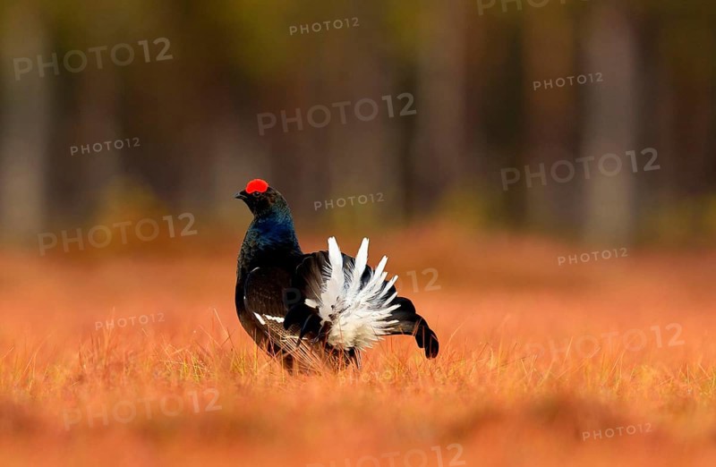 Black grouse