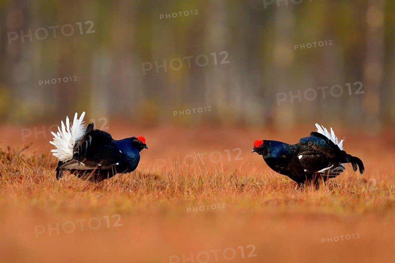 Black grouse