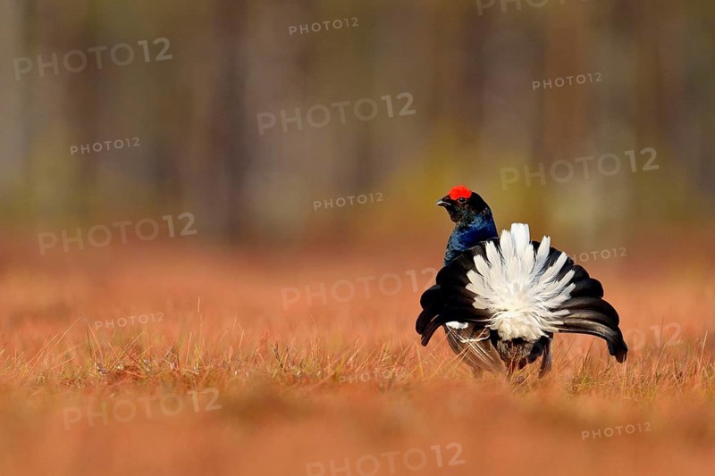 Black grouse
