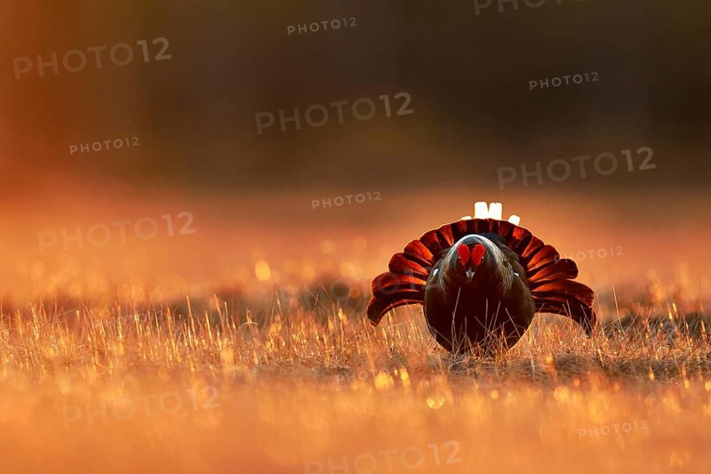 Black grouse