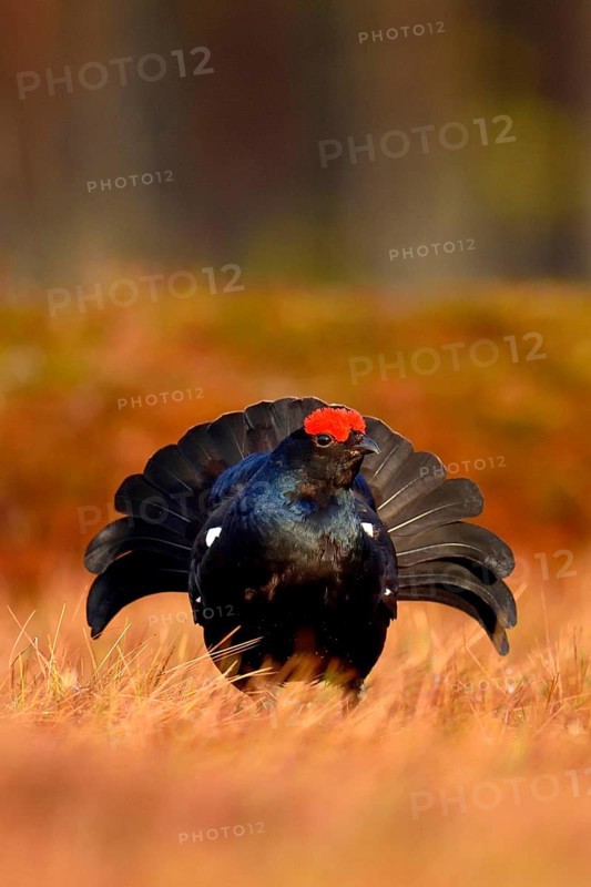 Black grouse