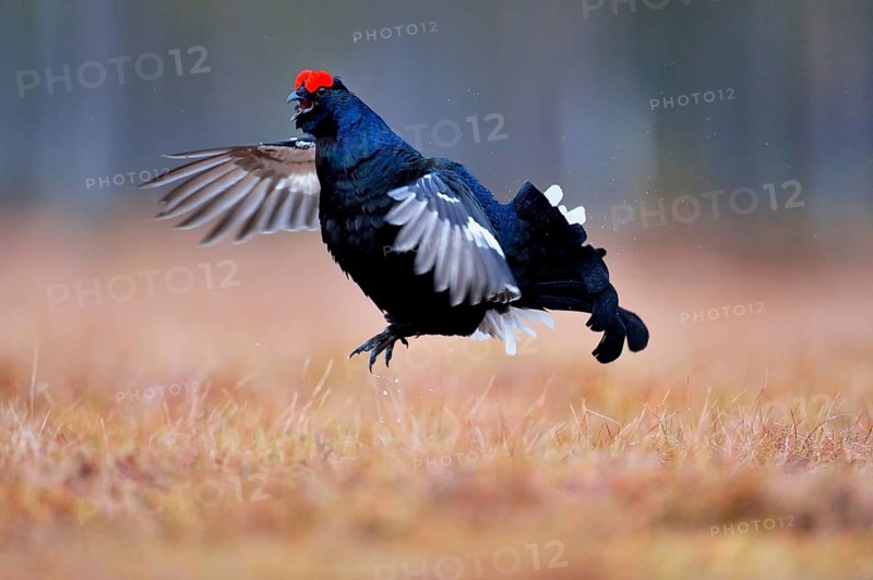 Black grouse
