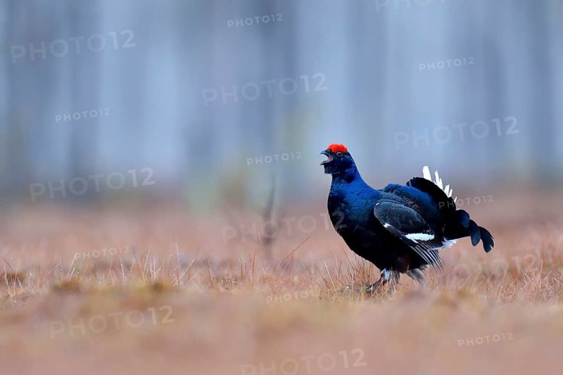 Black grouse