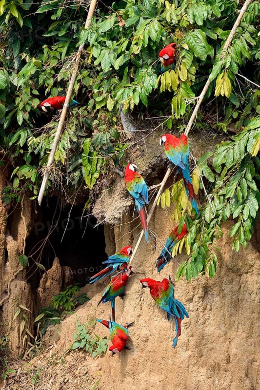 Red-and-green macaw (Ara chloroptera)