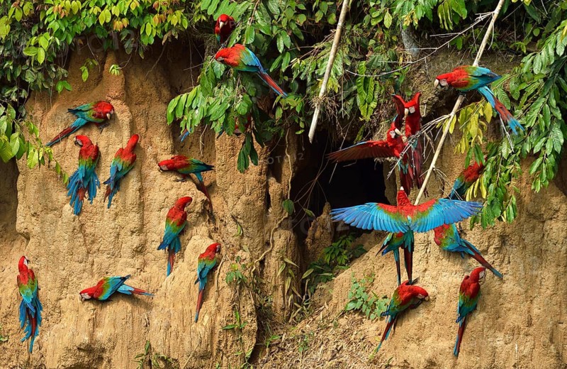 Red-and-green macaw (Ara chloroptera)