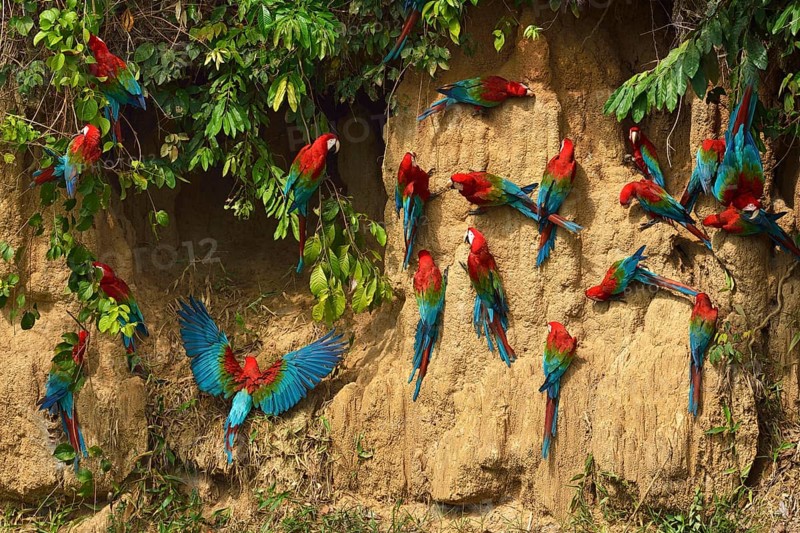 Red-and-green macaw (Ara chloroptera)