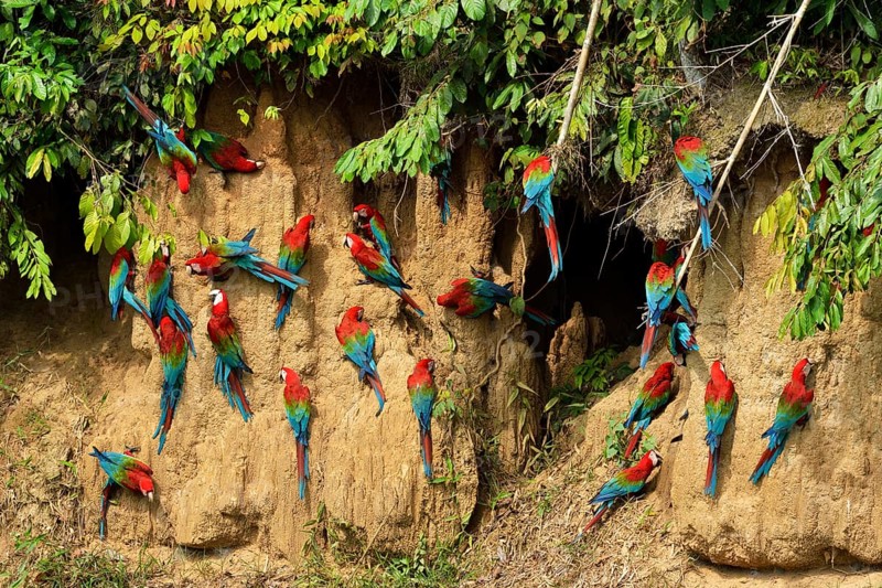 Red-and-green macaw (Ara chloroptera)