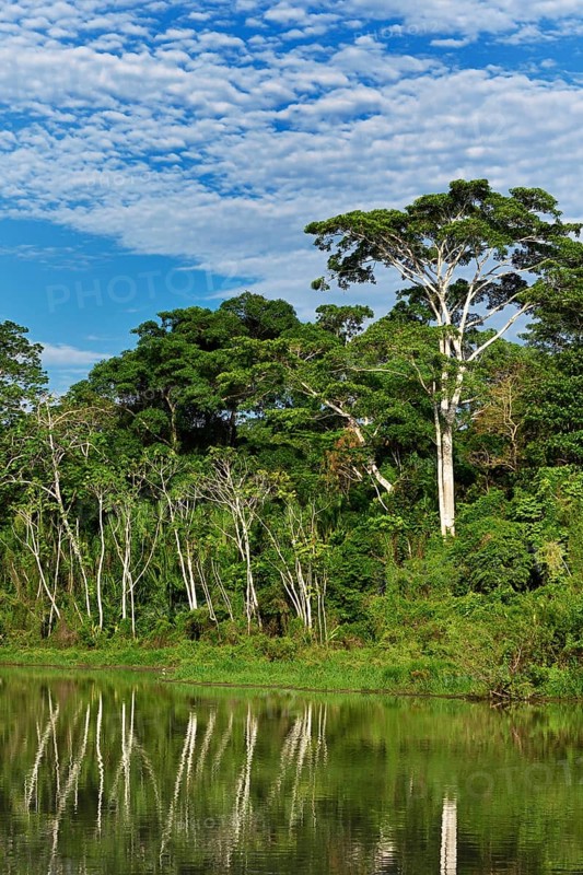 Cecropia (Cecropia)