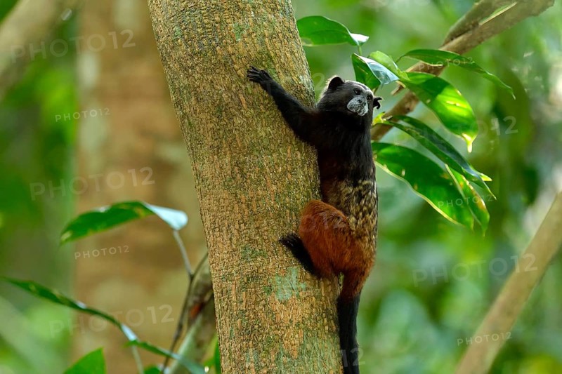 Brown-mantled tamarin (Saguinus fuscicollis) on a tree
