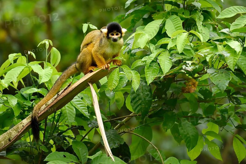 Squirrel Monkey (Saimiri sciureus) on a branch