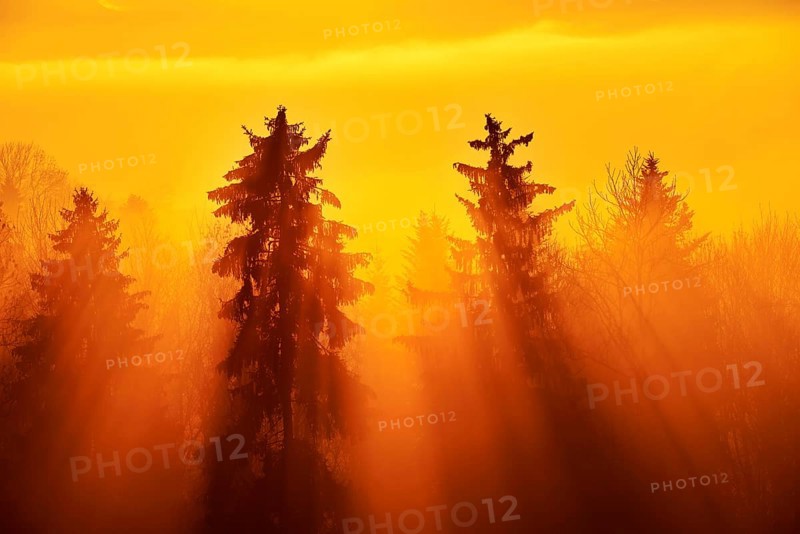 Sun rays shining through foggy spruce forest
