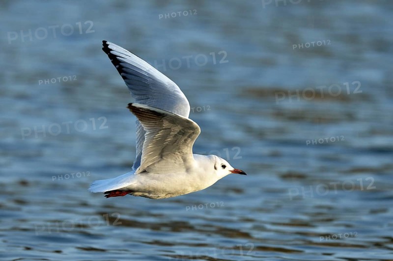Black-headed gull (Larus ridibundus) flying