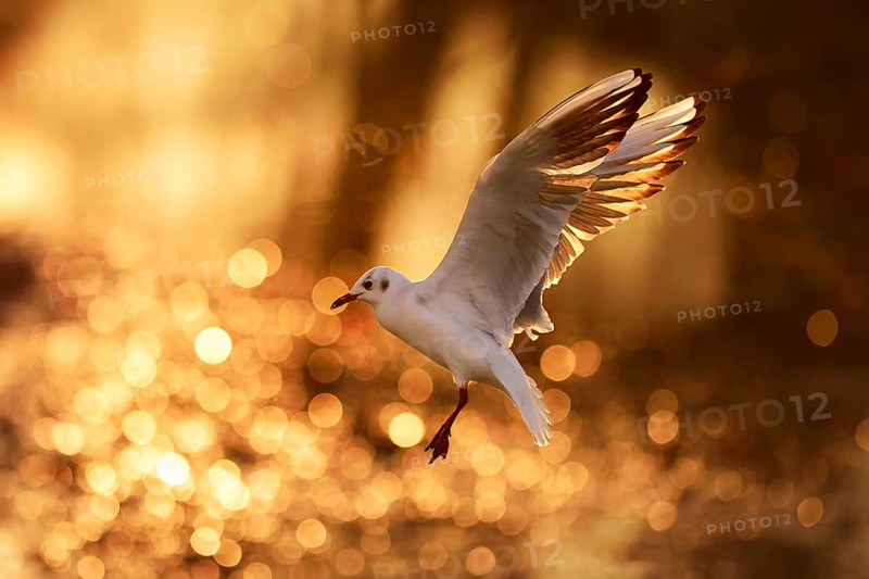 Black-headed gull (Larus ridibundus) in flight at sunset
