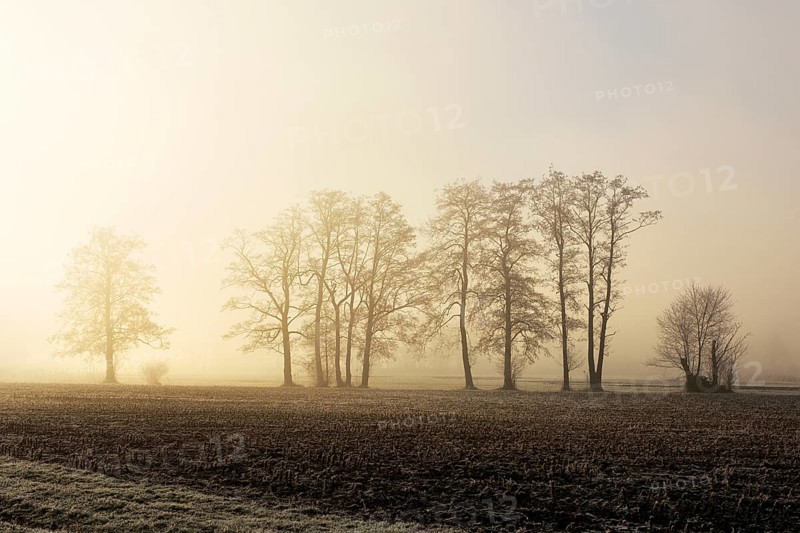 Black alder trees (Alnus glutinosa) in hoarfrost