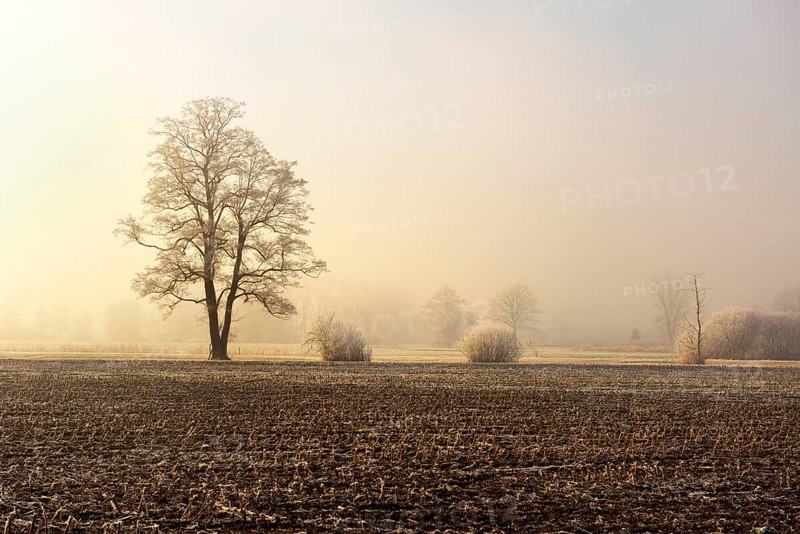 Black alder trees (Alnus glutinosa) in hoarfrost