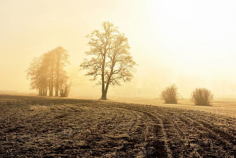 Black alder trees (Alnus glutinosa) in hoarfrost