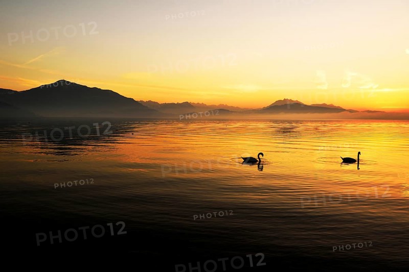 Mute Swan (Cygnus olor) at sunset