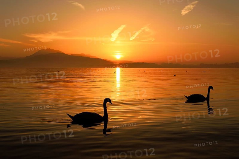 Mute Swans (Cygnus olor) at sunset in front of mountains