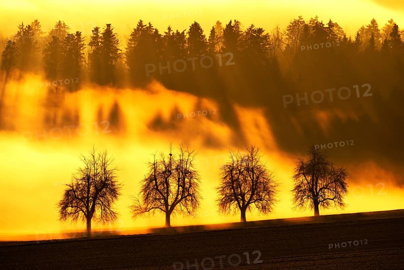 Sun rays filtering through a row of trees and fog