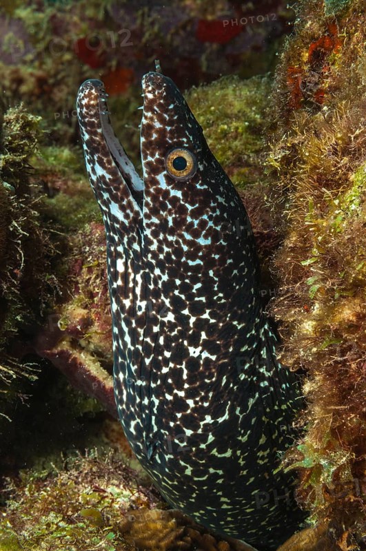 Spotted moray (Gymnothorax moringa)