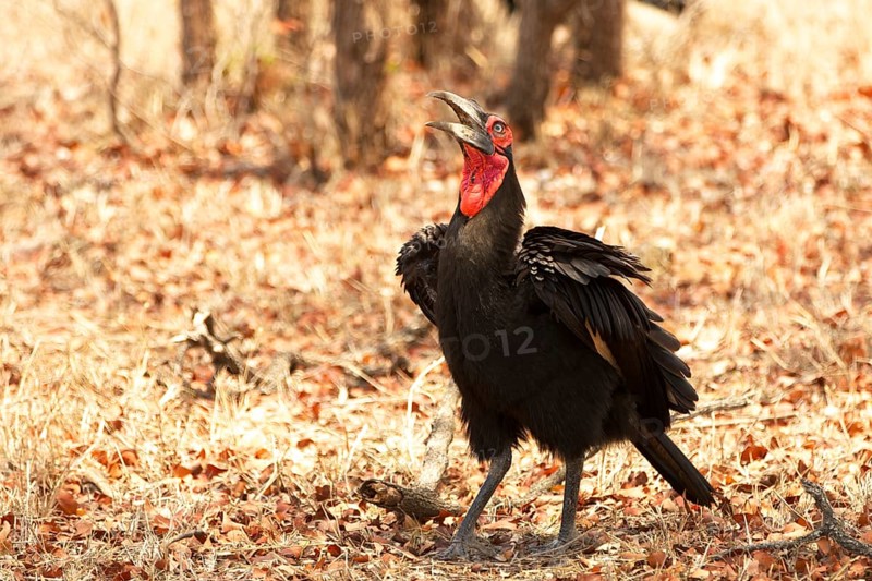 Ground hornbill (Bucorvus sp.)