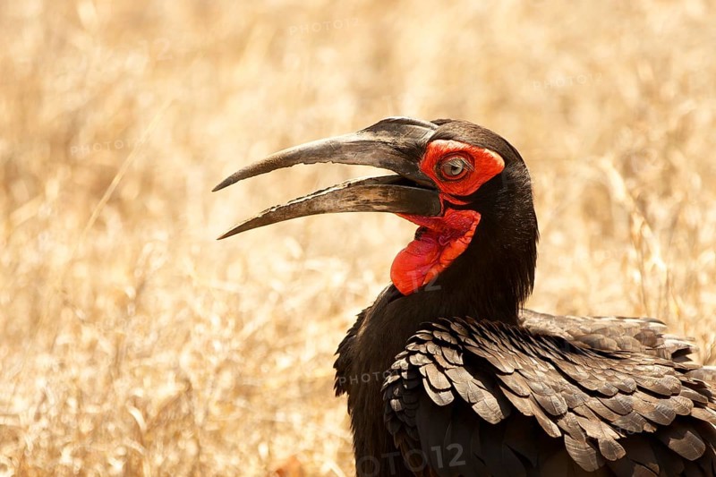 Ground hornbill (Bucorvus sp.)