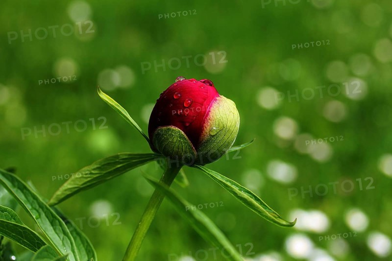 Peony (Paeonia)