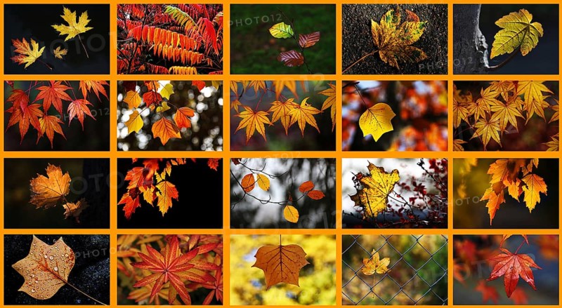 Various autumn leaves
