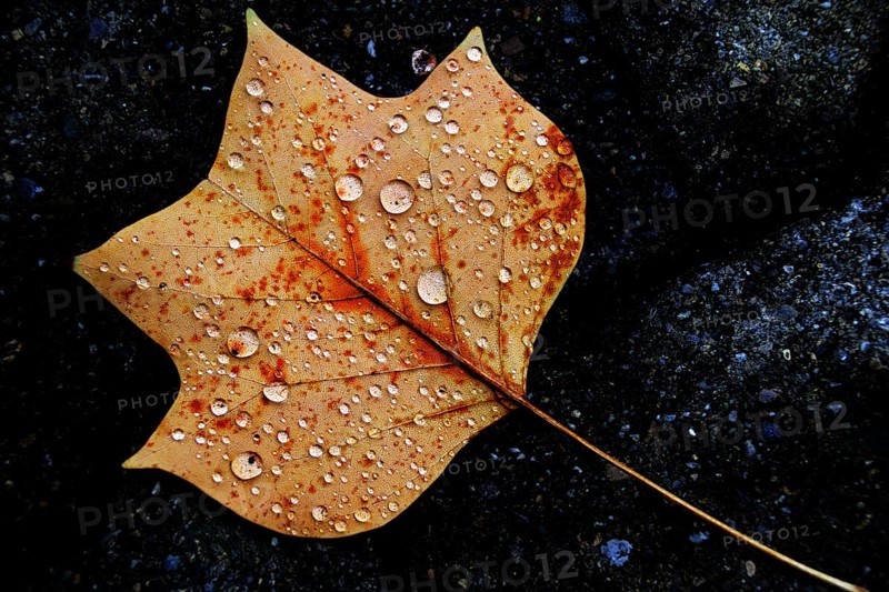 Yellow tulip tree (Liriodendron tulipifera) leaf