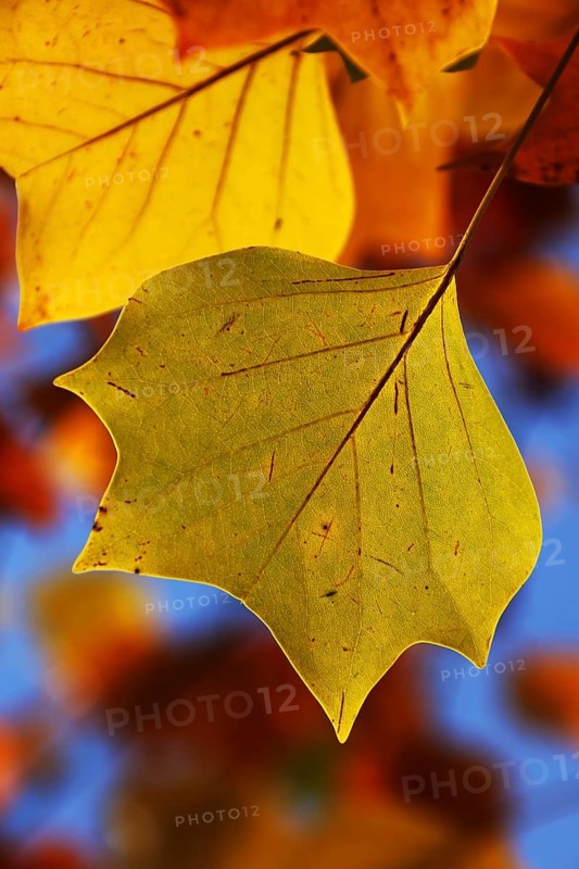 Tulip tree (Liriodendron tulipifera)