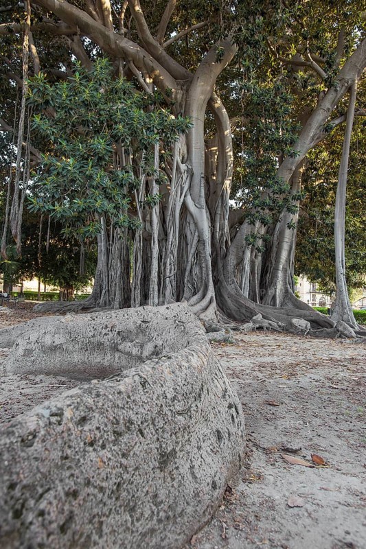 Moreton Bay fig or Australian banyan (Ficus macrophylla)