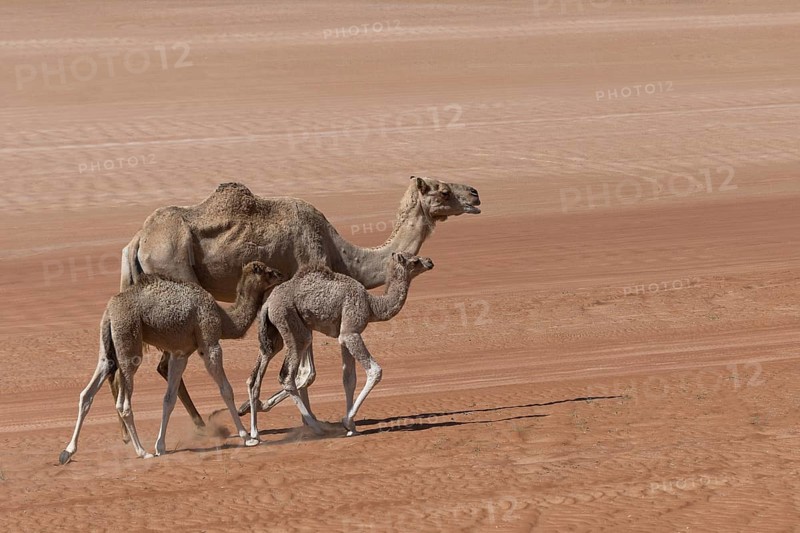 Dromedary (Camelus dromedarius)