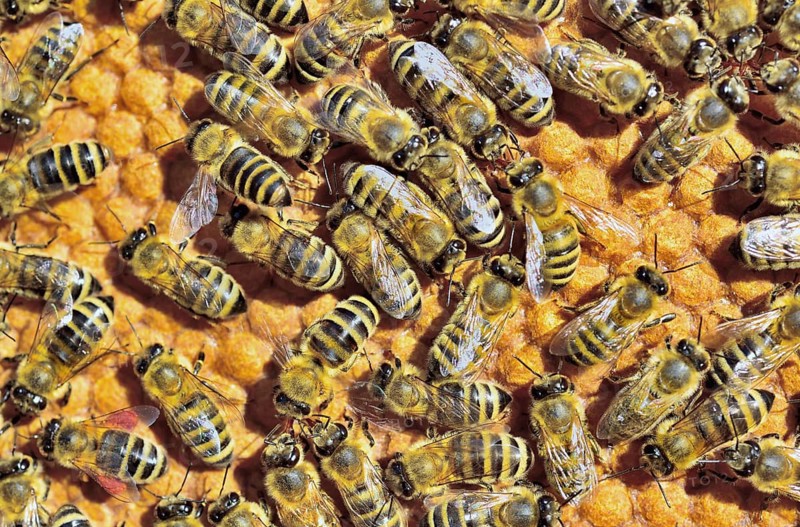 European Honey Bees (Apis mellifera var. carnica) on honeycomb with capped brood cells