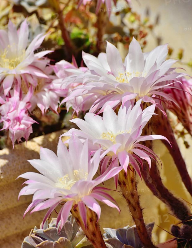 Blooming cactus (Notocactus sp.)