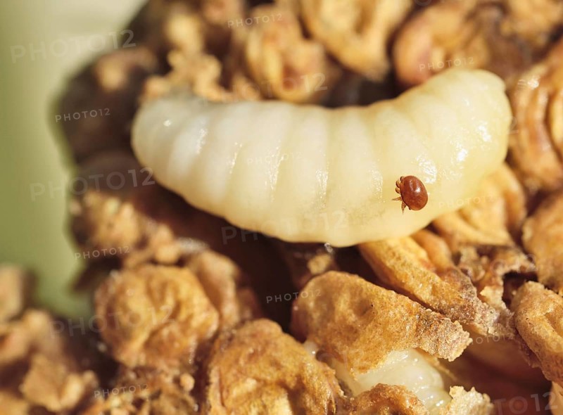 Open brood comb with parasitic bee mite (Varroa sp.) on European honey bee (Apis mellifera) drone larva