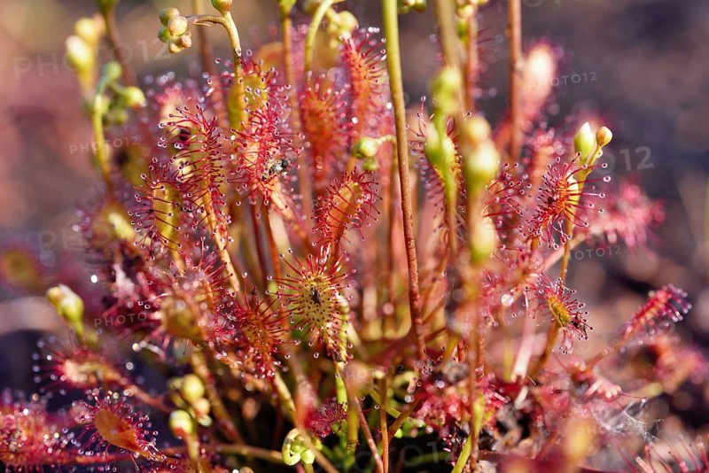 Sundew (Drosera intermedia) with panicles