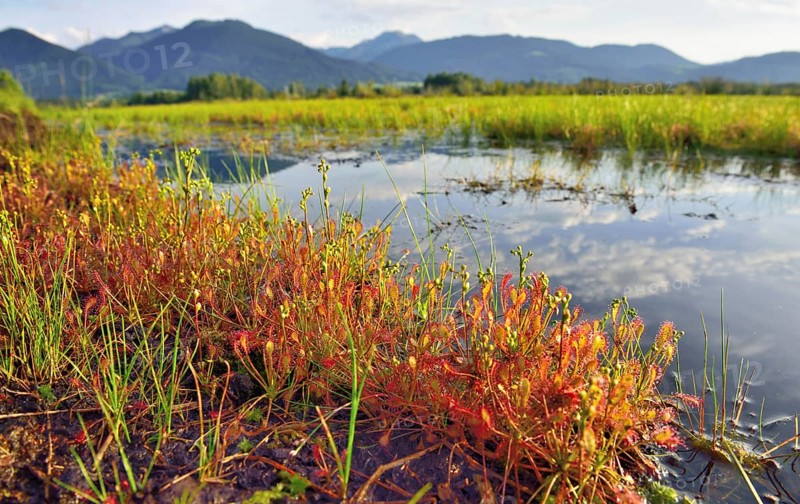 Sundew (Drosera intermedia) by a moor pond