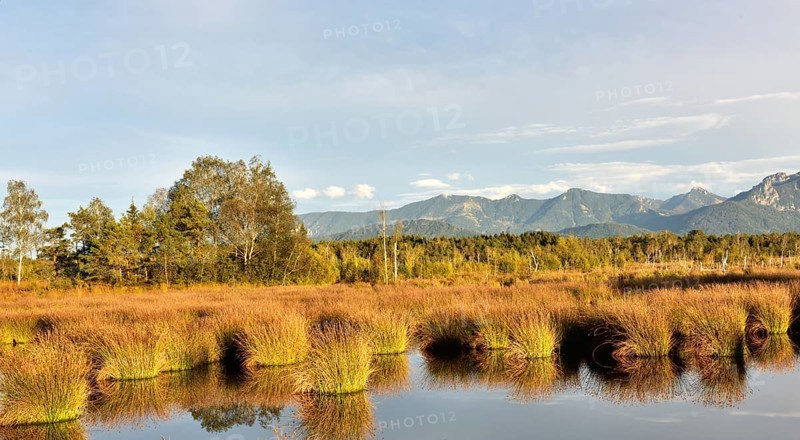 Bog pond with lakeshore bulrushes (Schoenoplectus lacustris)