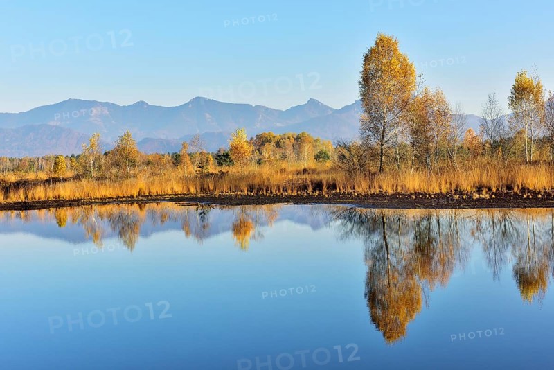 Moorland pond with birches (Betula pubescens) in autumn