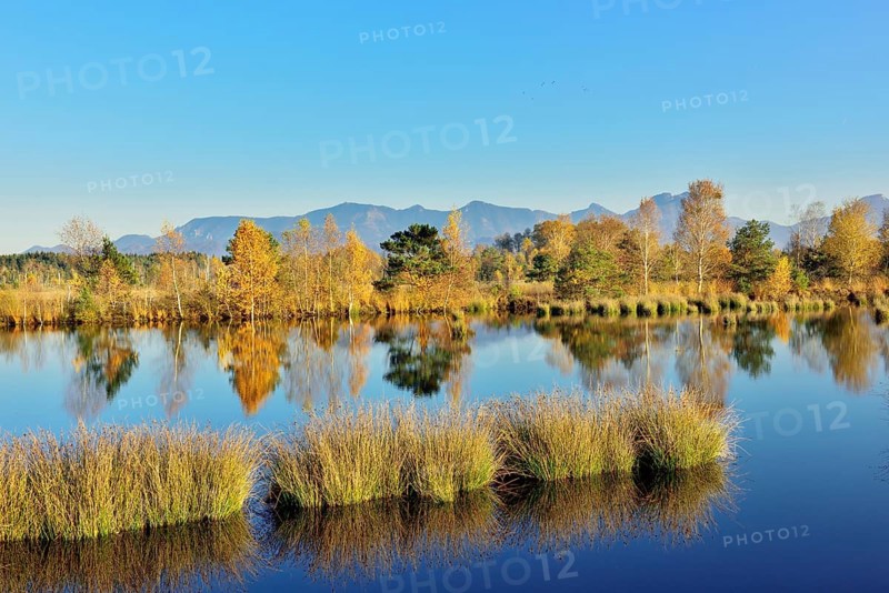 Bog pond with lakeshore bulrushes (Schoenoplectus lacustris)