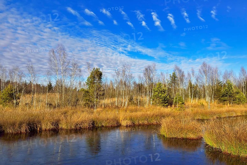 Waterlogged peat mining site with lakeshore bulrushes (Schoenoplectus lacustris)
