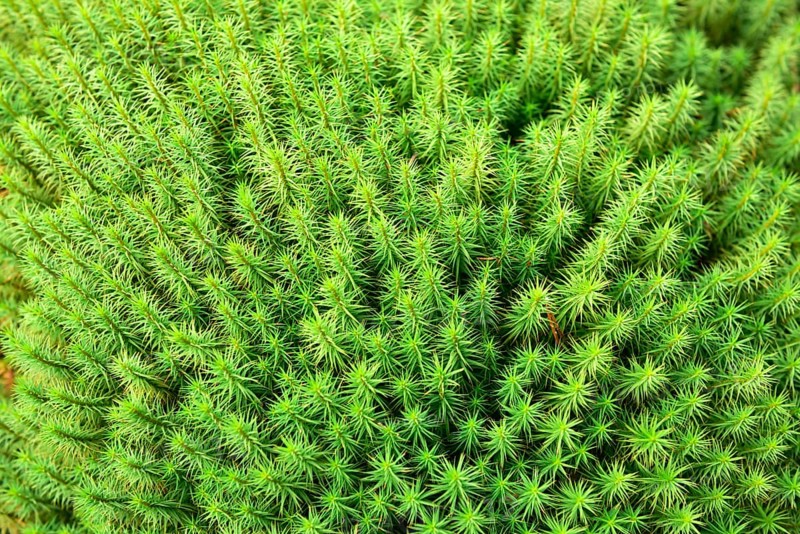 Common haircap (Polytrichum commune)
